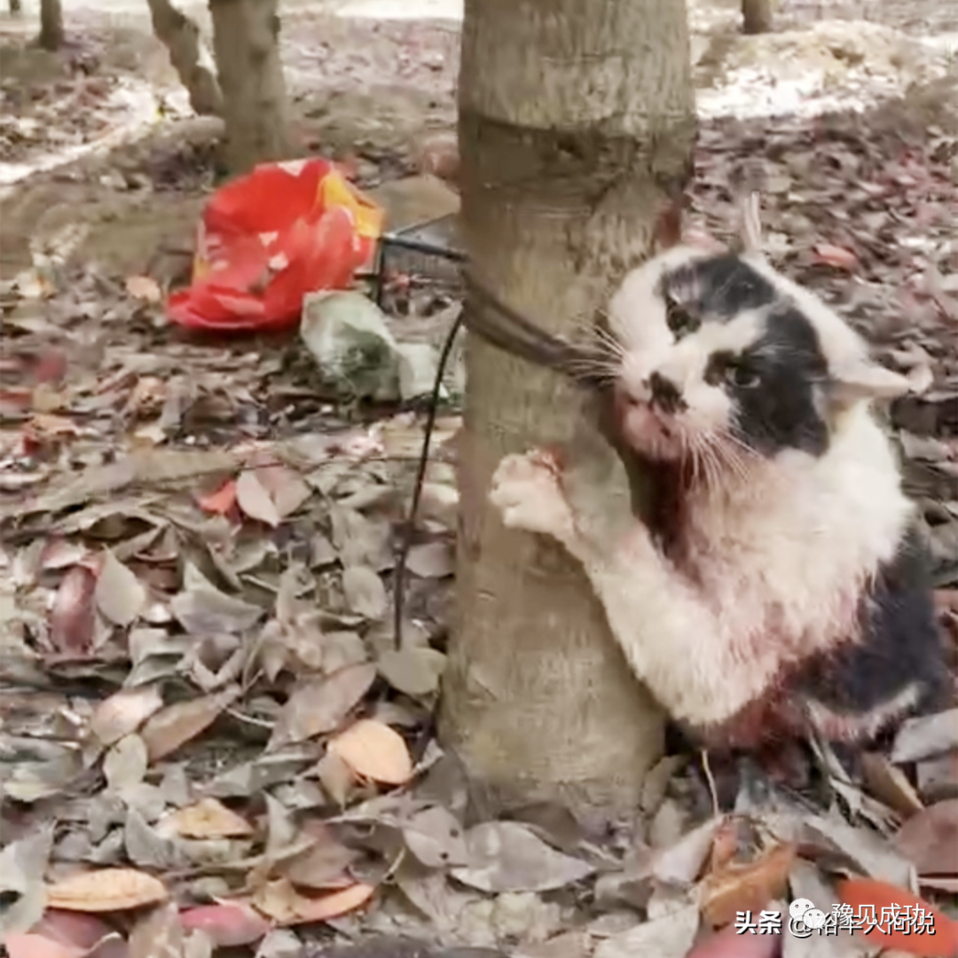 网红“杰克辣条”虐猫画面曝光！绑树上用钳子夹猫爪，评论区沦陷