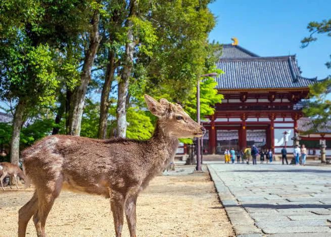 正妹游客「一屁股坐下」拍美照…奈良鹿哀怨垂头，全网炸锅真相曝！  第1张