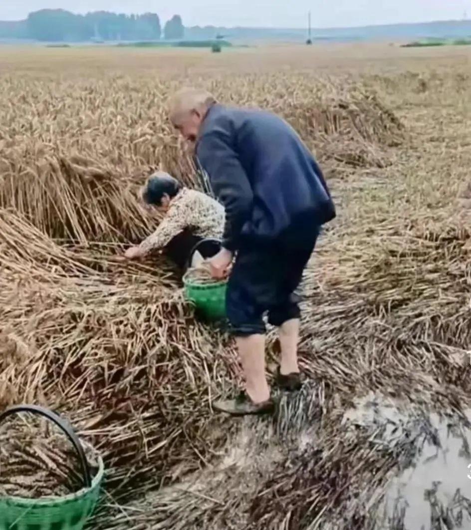 农民亏损大了，发芽麦子三毛六一斤！老人哭了！农民哭了！心疼  第7张