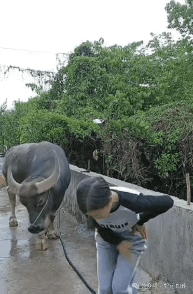 女子牵牛回家，独自站桥边发呆！不料，牛做出一个动作，令人惊讶  第4张