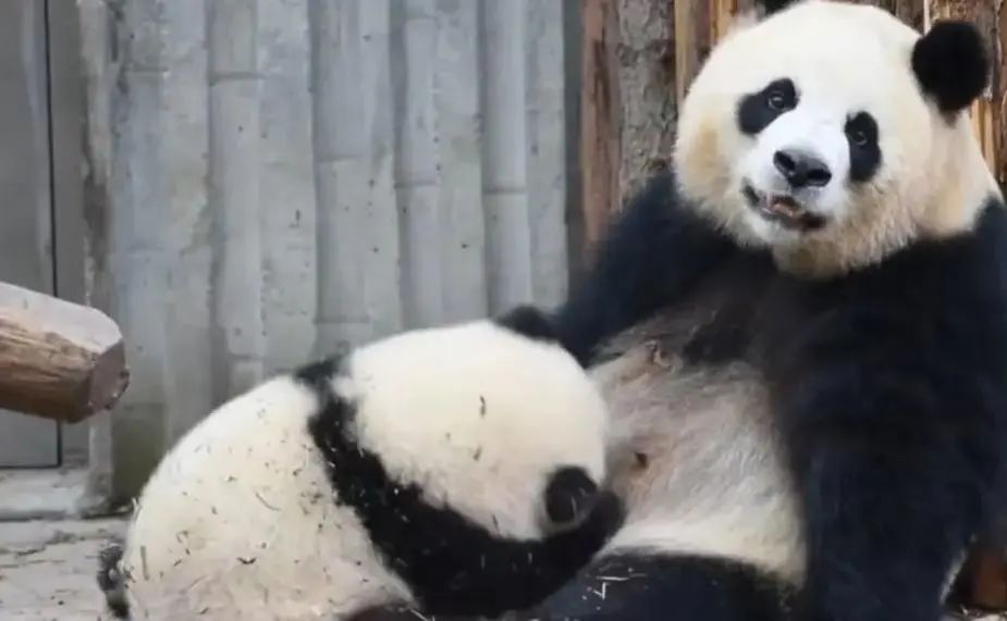 大熊猫萌萌和花花的震惊表情，笑哭网友