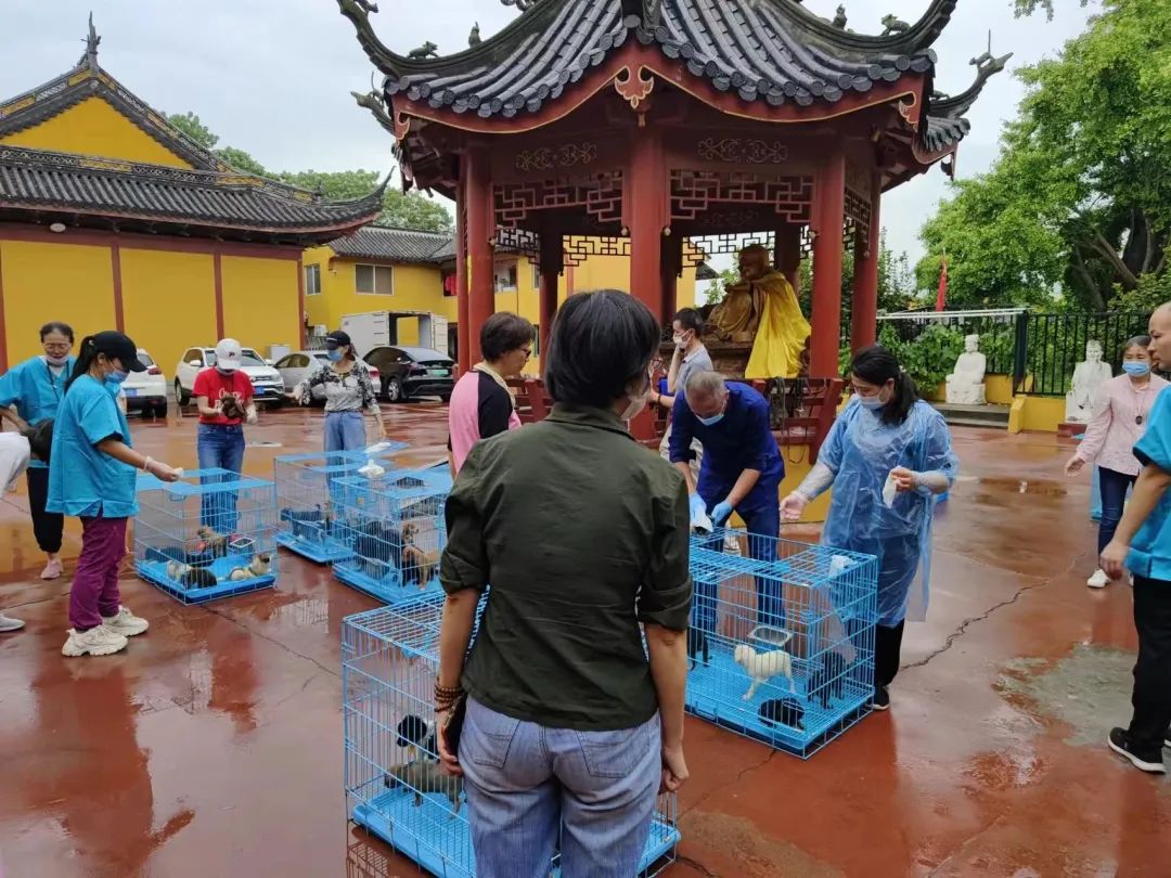 智祥法师救助上万只流浪的流浪动物  第20张