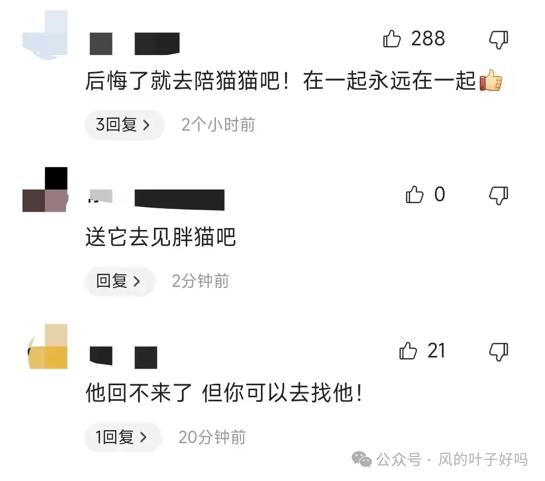 胖猫女友谭竹露脸回应很后悔：“只想和胖猫和好，想让猫猫回来”  第5张