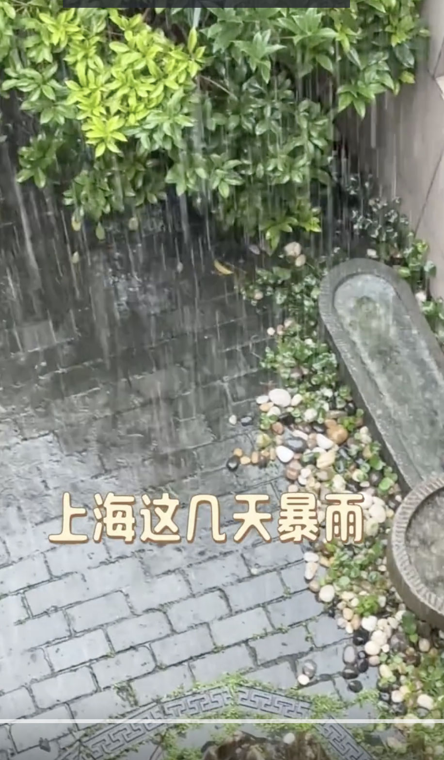 上海大雨陈赫「遭老罪」了， 陈龙在家撑伞，网友看热闹不嫌事大  第4张