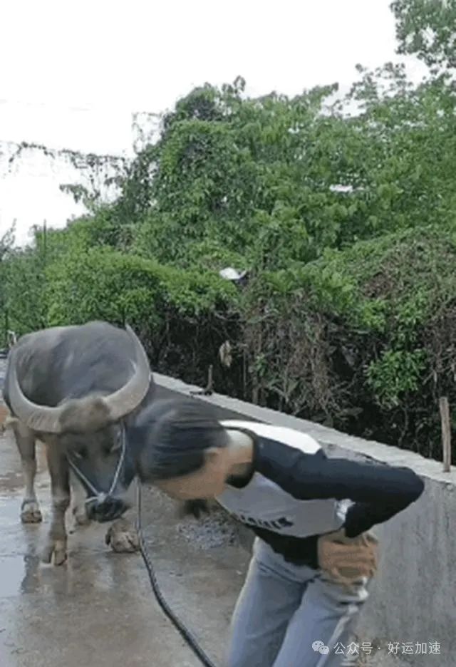 女子牵牛回家，独自站桥边发呆！不料，牛做出一个动作，令人惊讶  第5张